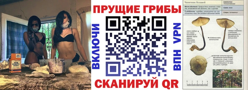 Галлюциногенные грибы Psilocybe  Купить где  Медногорск 
